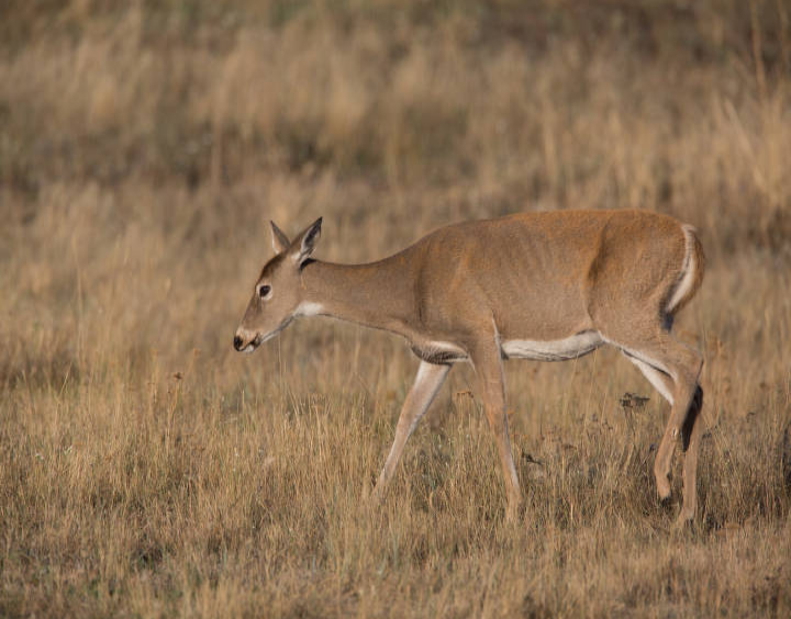 Hunters Toolbox - Deer Harvest Report by County / WMA