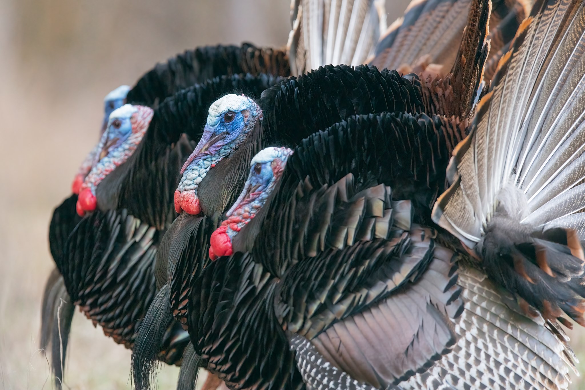 Hunters Toolbox - Turkey Harvest Report by County / WMA